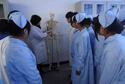 人体解剖教学