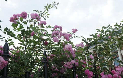 南京莫愁中等专业学校