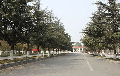校园小道