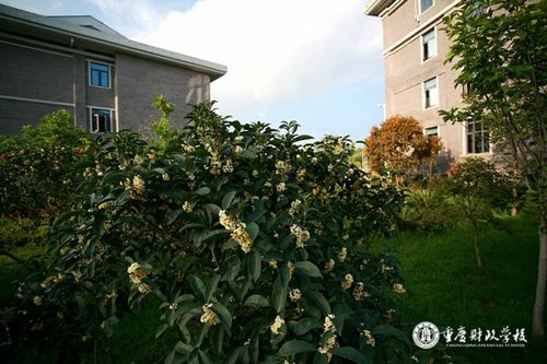 重庆财政学校运动场