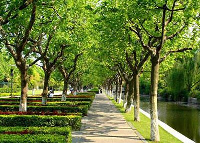重庆电子技师学院林荫小道